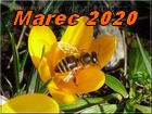 marec